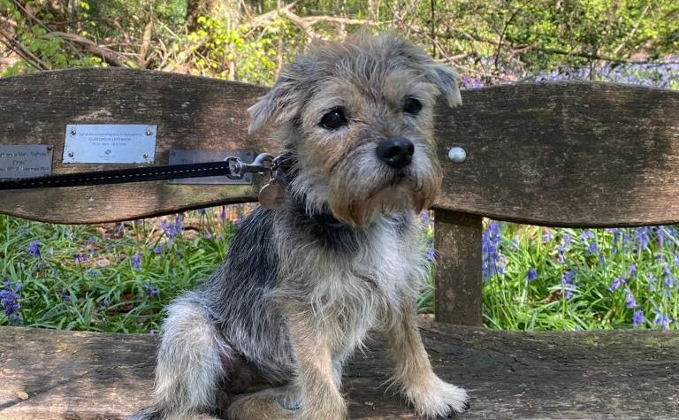 Diabetic terrier walks with 'confidence' after cataract surgery restores sight