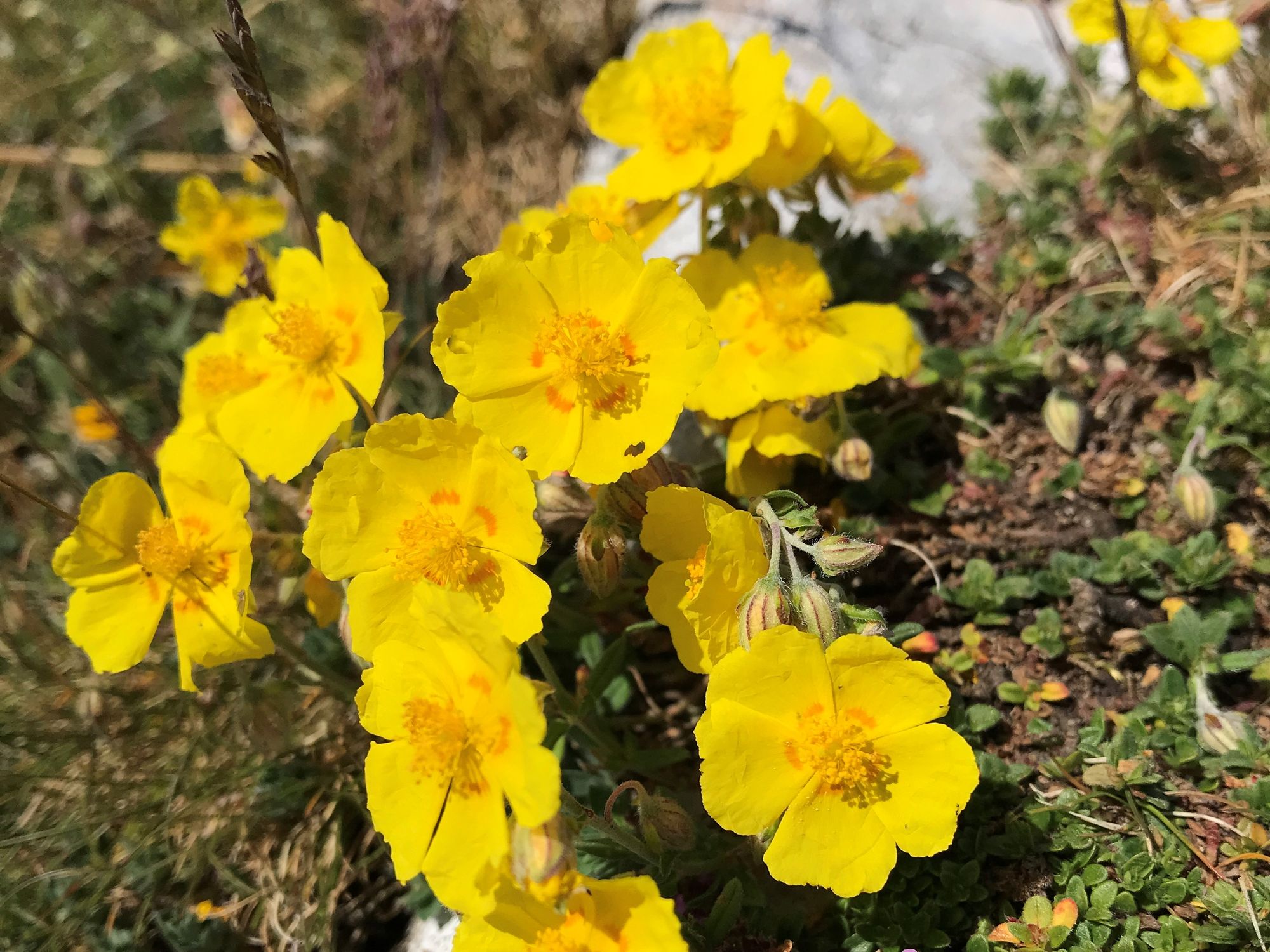 Bywyd gwyllt mewn llefydd diarffordd