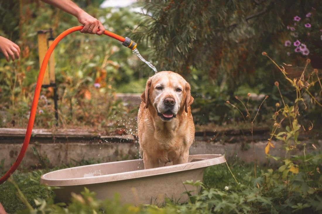 How to keep your pets happy and healthy during hot weather