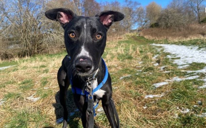 Handsome lurcher searching for new owner in Ayrshire