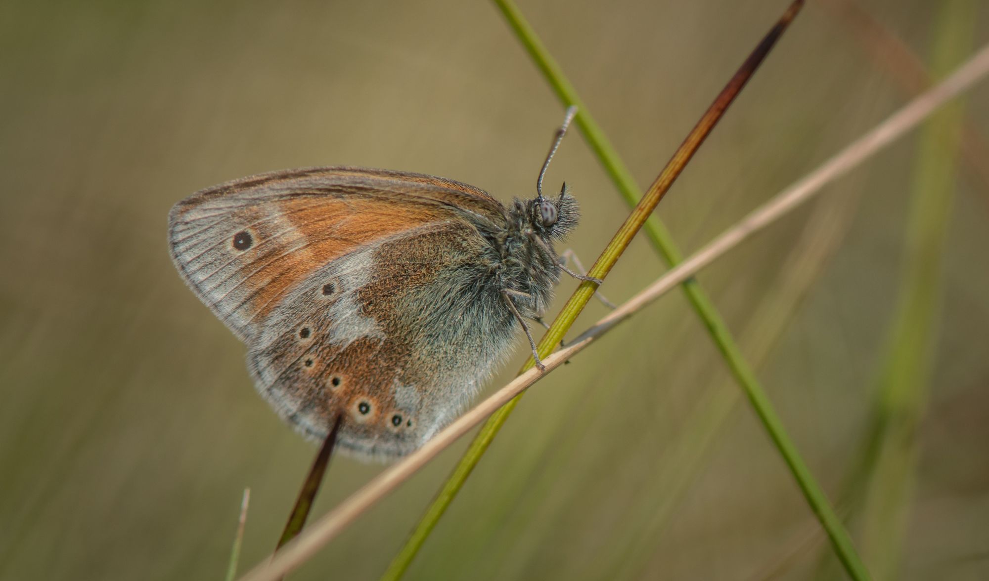 Wildlife experts 'optimistic' as rare butterfly returns after 150 years