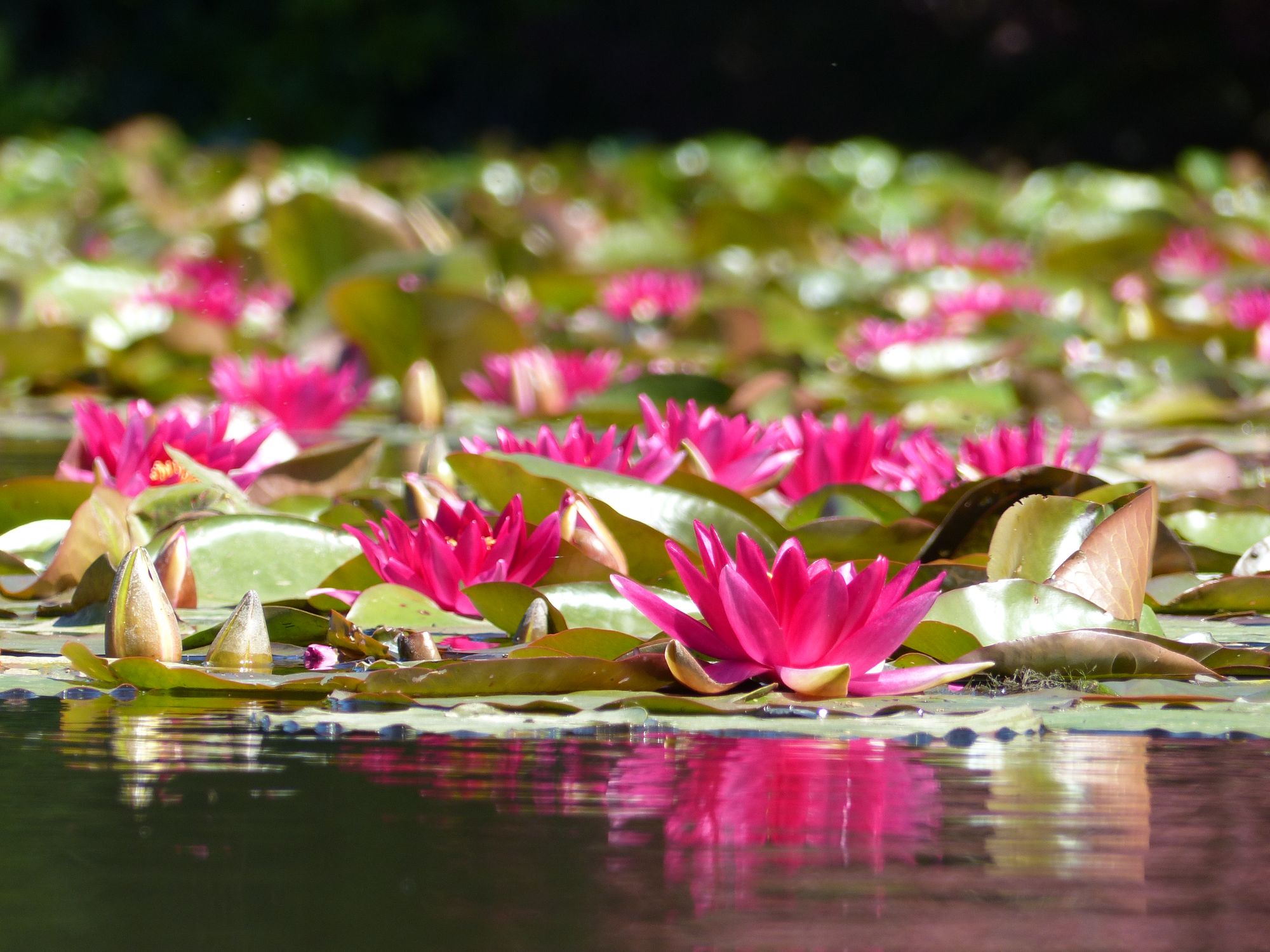 Enjoy an extravaganza of natural beauty at the Waterlily Festival Sheffield Park and Garden