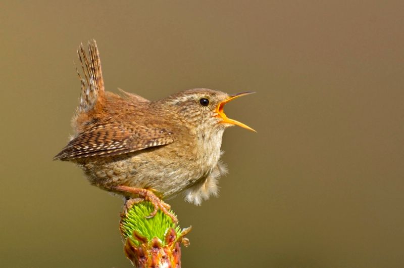 If you hear a joyous song it may just be one of Britain's smallest birds