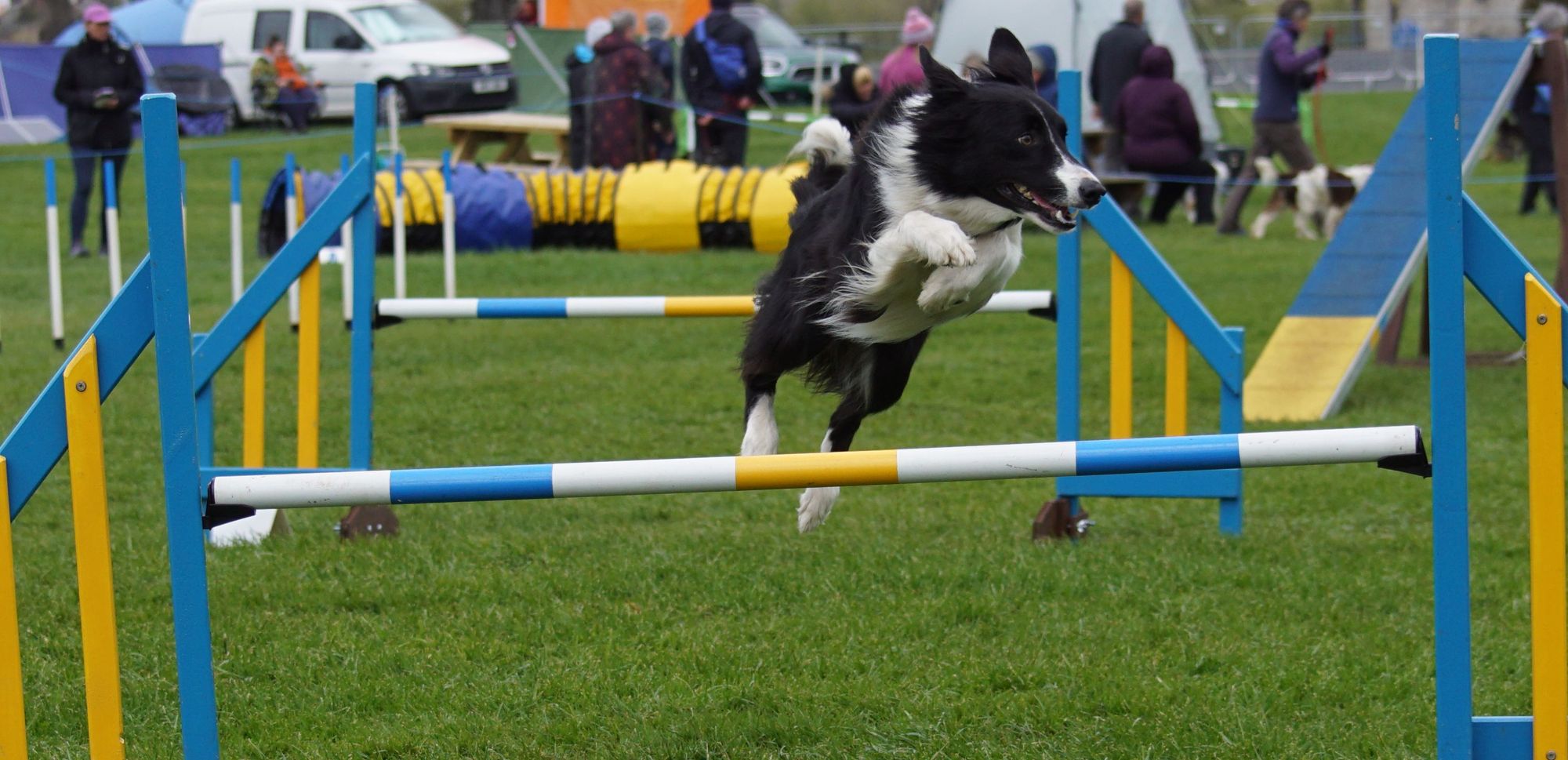 Border collie Wyn flying high and winning after 'devastating accident'