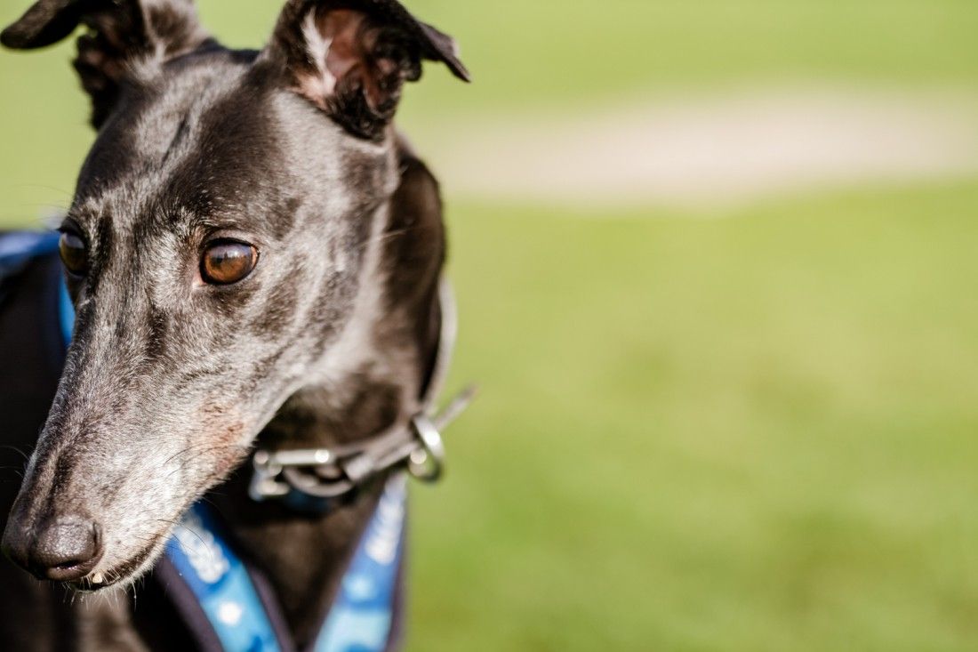 Call to ban greyhound racing in Wales gets cross party support