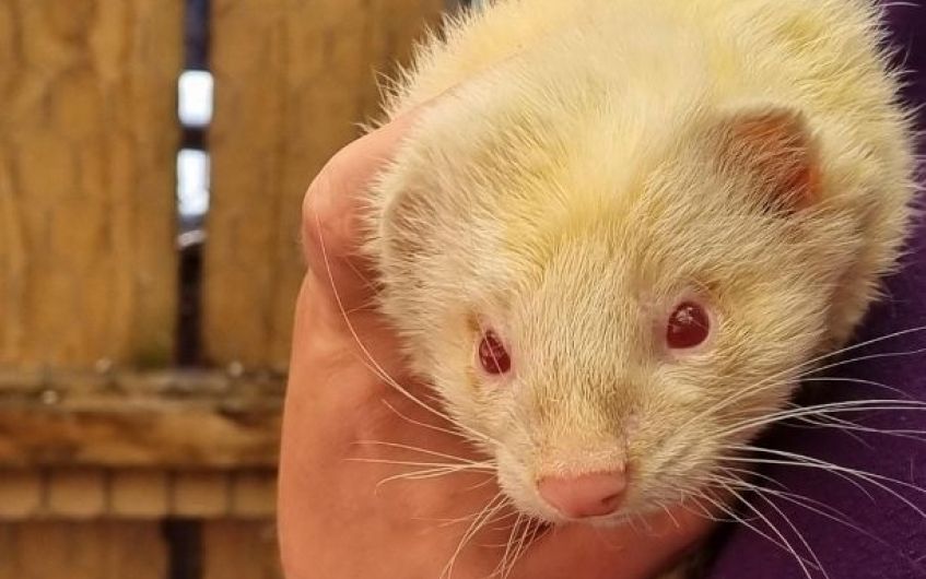 Search is on for new home for Ayrshire albino ferret