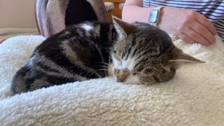 Could you give Ted and Husani a new home?