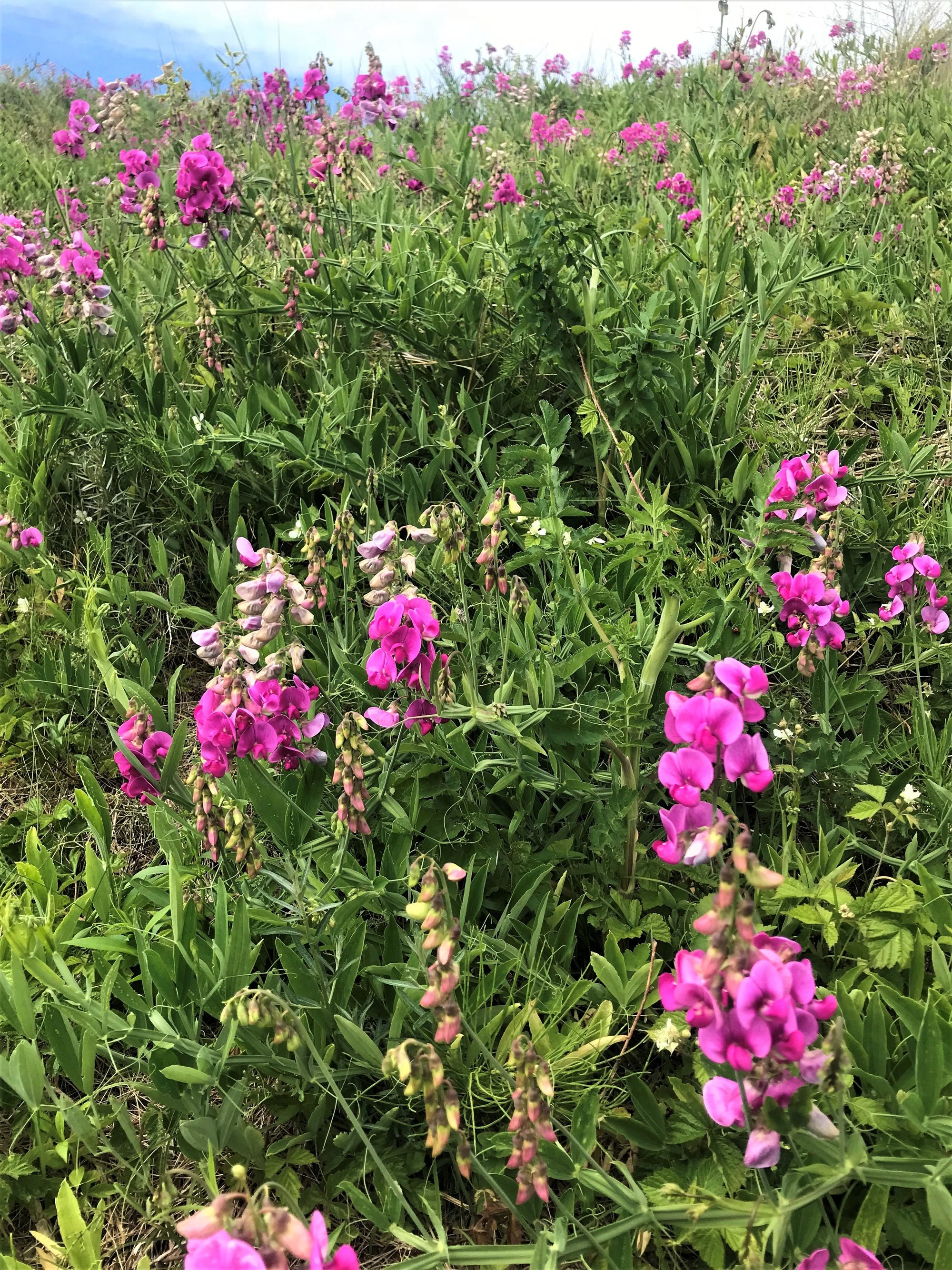 Volunteers needed to clear invasive plant species from Sefton Coast