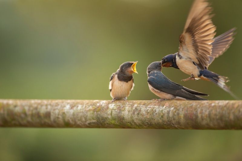 What to do if you find a baby bird on the floor
