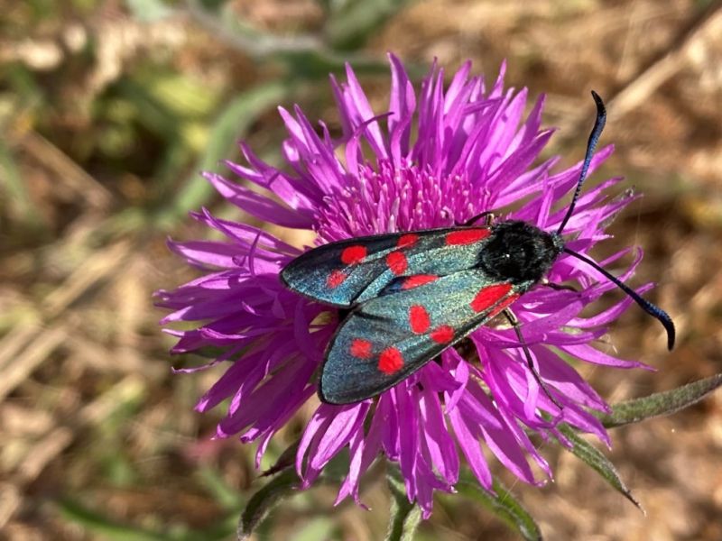 Day-flying moth is a real beauty