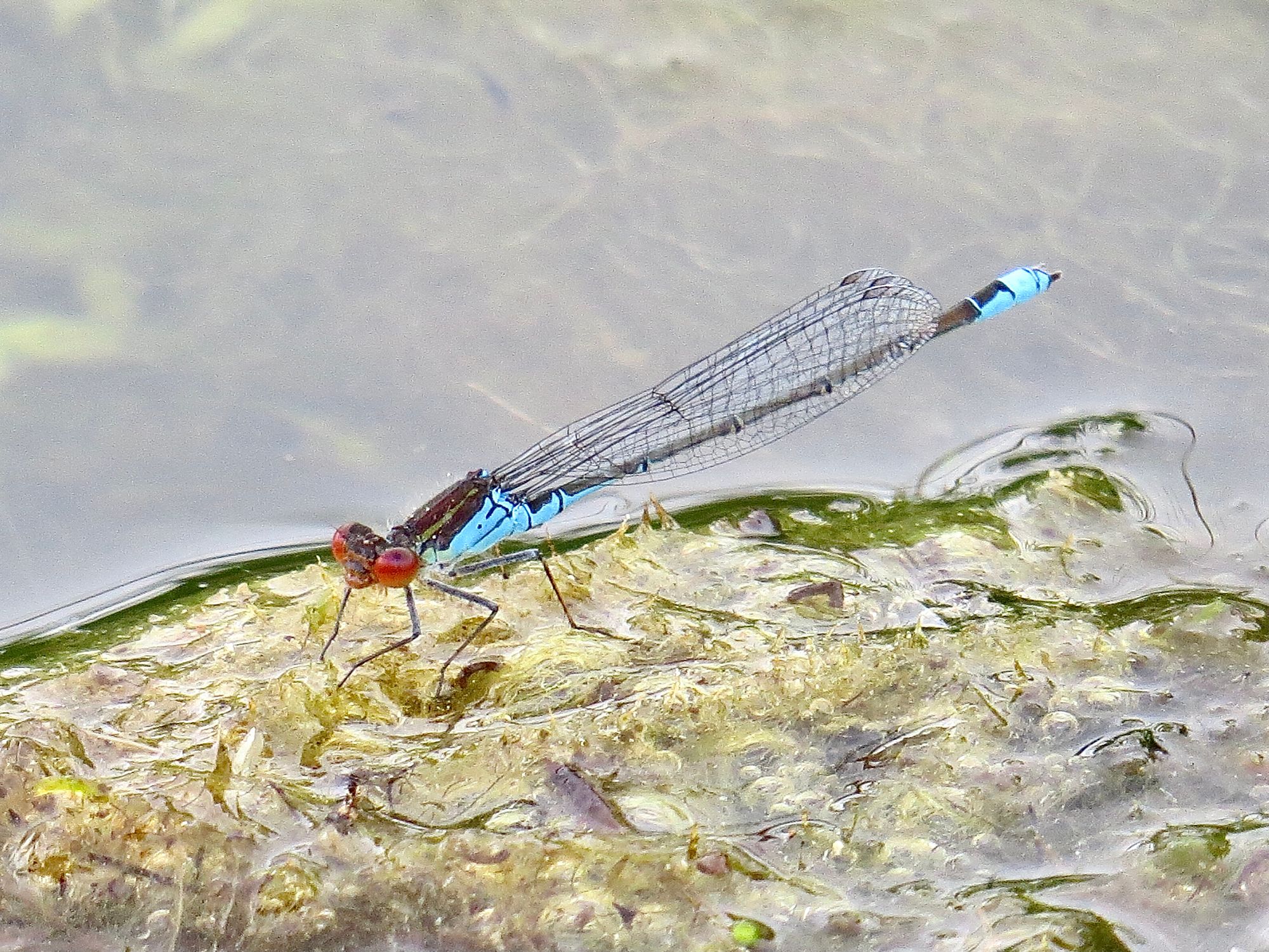 New dragonfly colony discovered on the Sefton Coast
