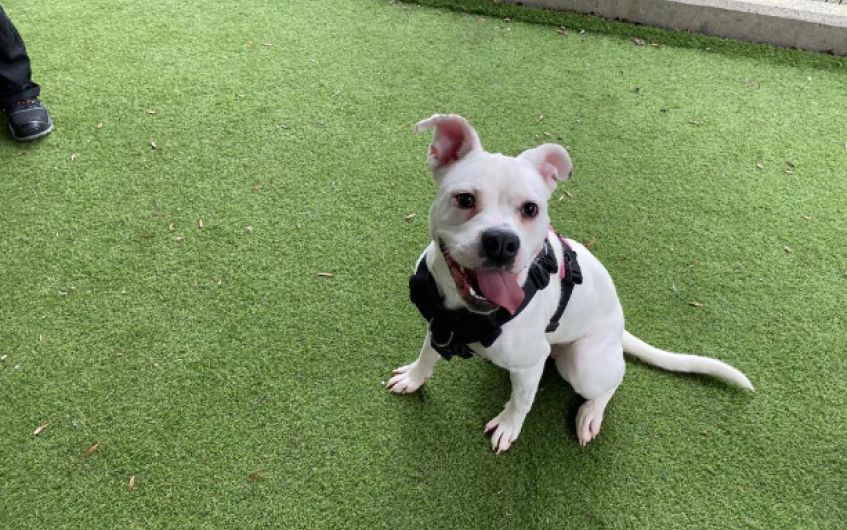 Adorable boxer cross at Scottish SPCA Ayrshire centre looking for new family