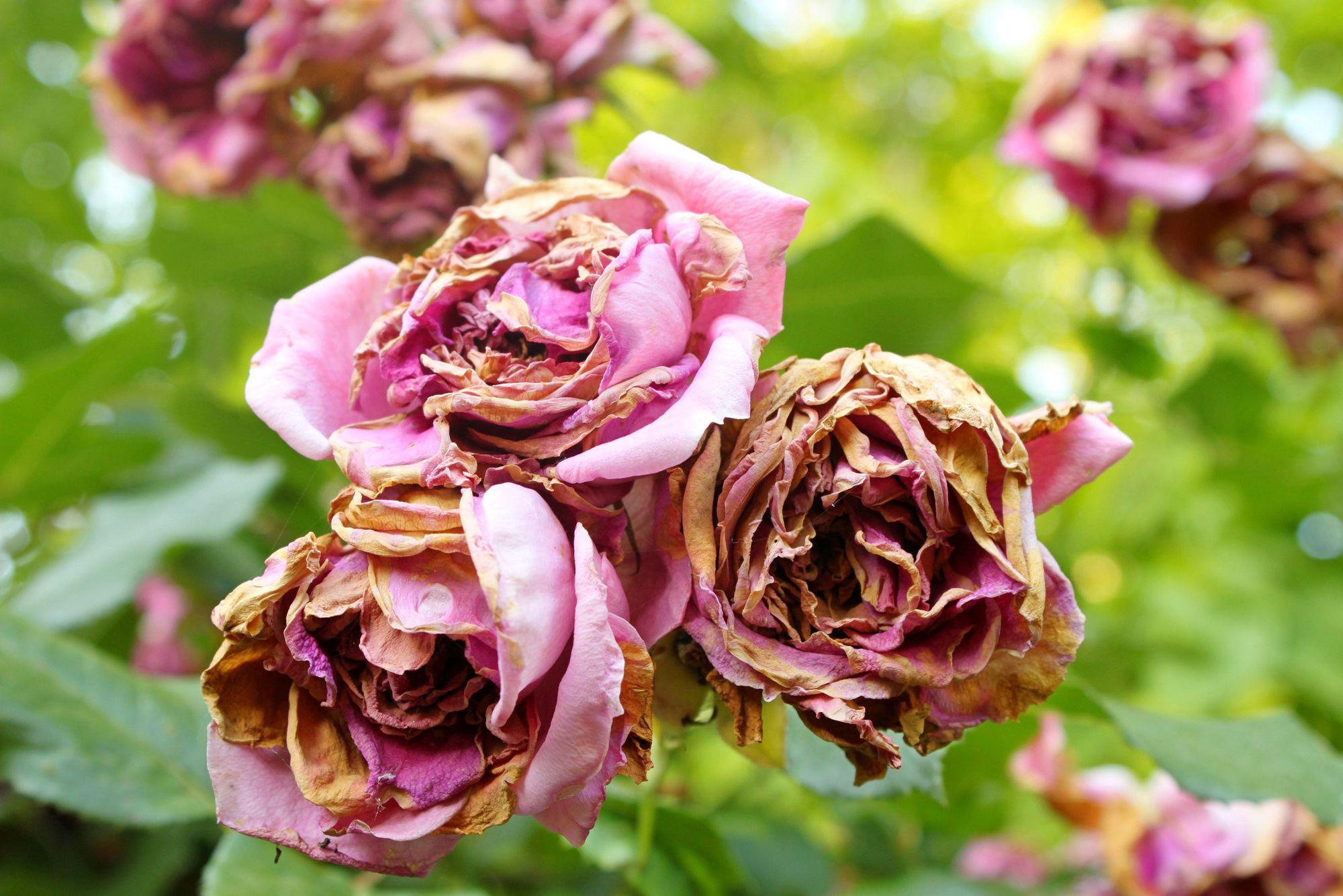 How to take care of your roses during hot and dry weather National