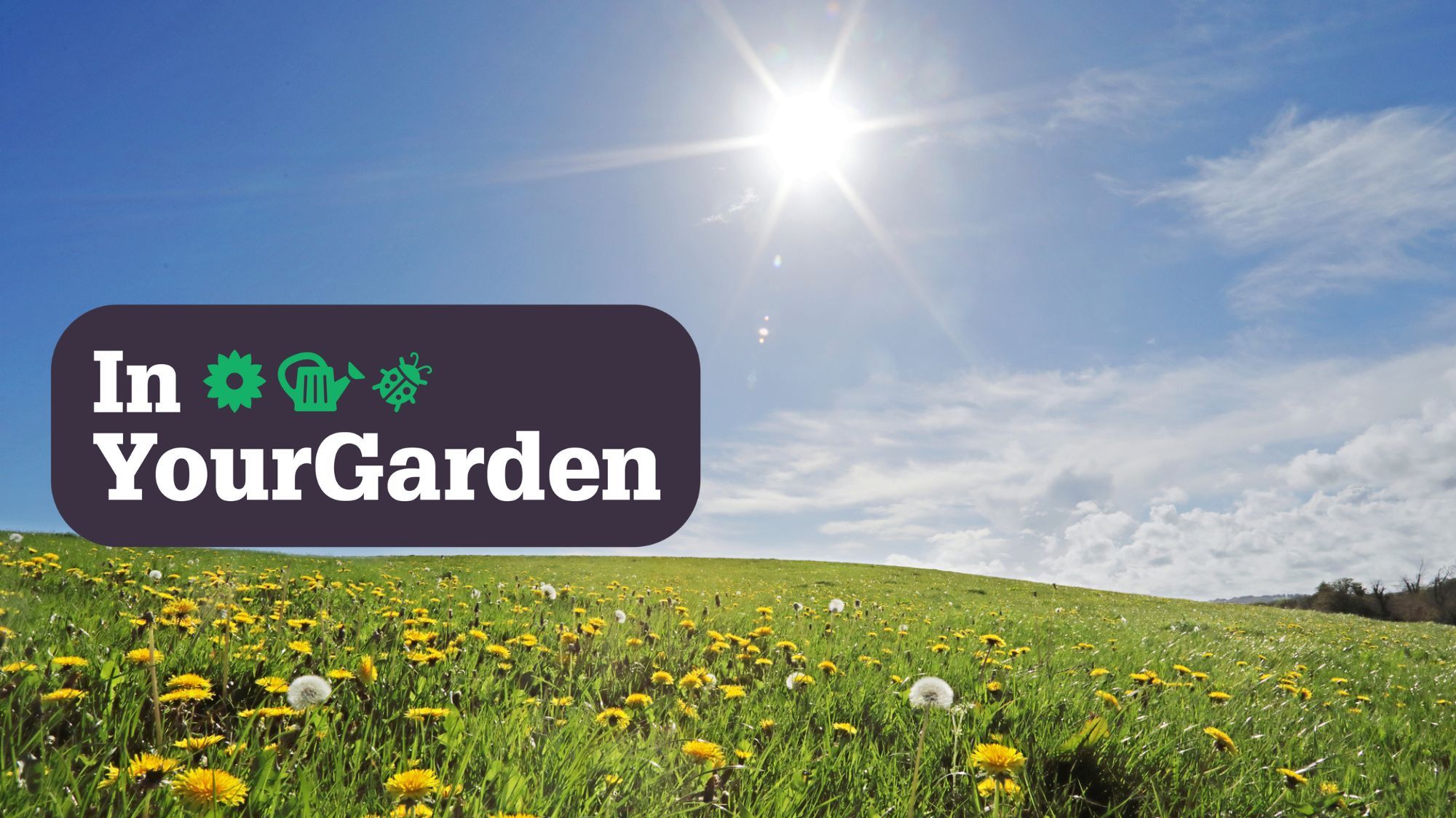 Gardening expert shares effective way to remove dandelions from your lawn