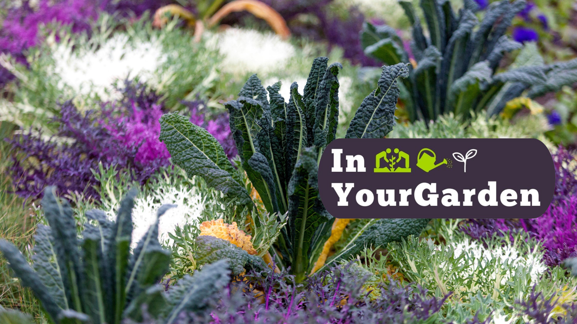Pretty garden plants you didn’t know you could eat