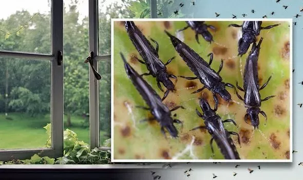 How to get rid of thunder bugs ahead of storm warnings