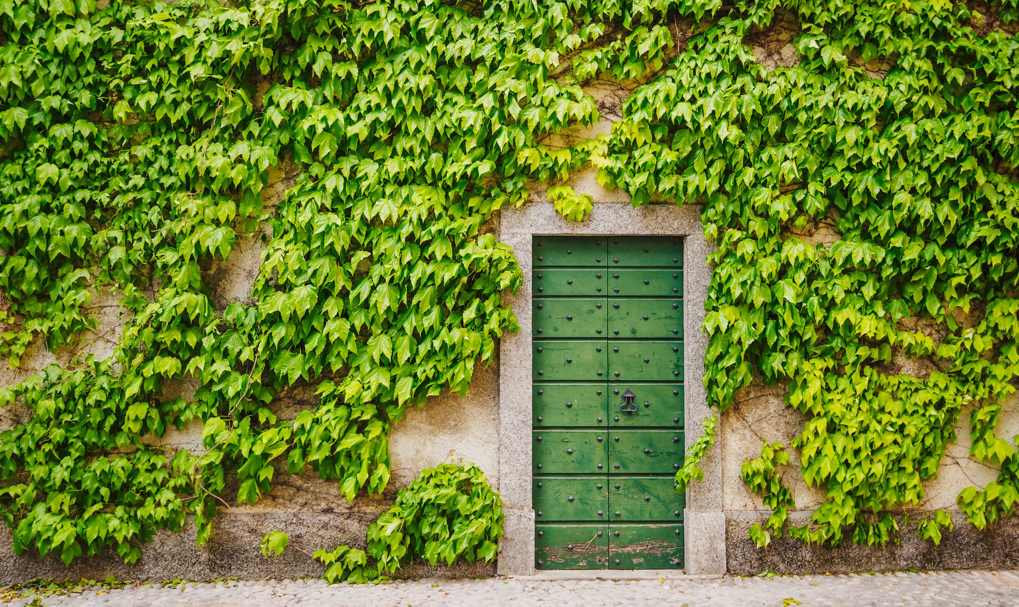 How to keep ivy off your walls using this one simple trick National