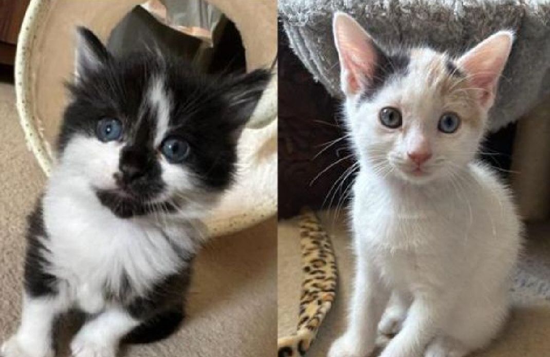 Siblings Tink and Figaro are ready for their forever home