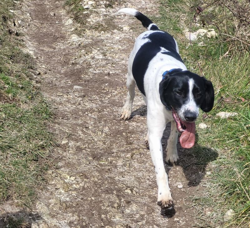 Dog saved after being bitten by venomous snake