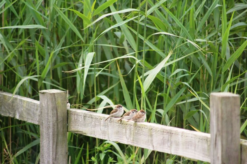 Sparrows make me smile every day