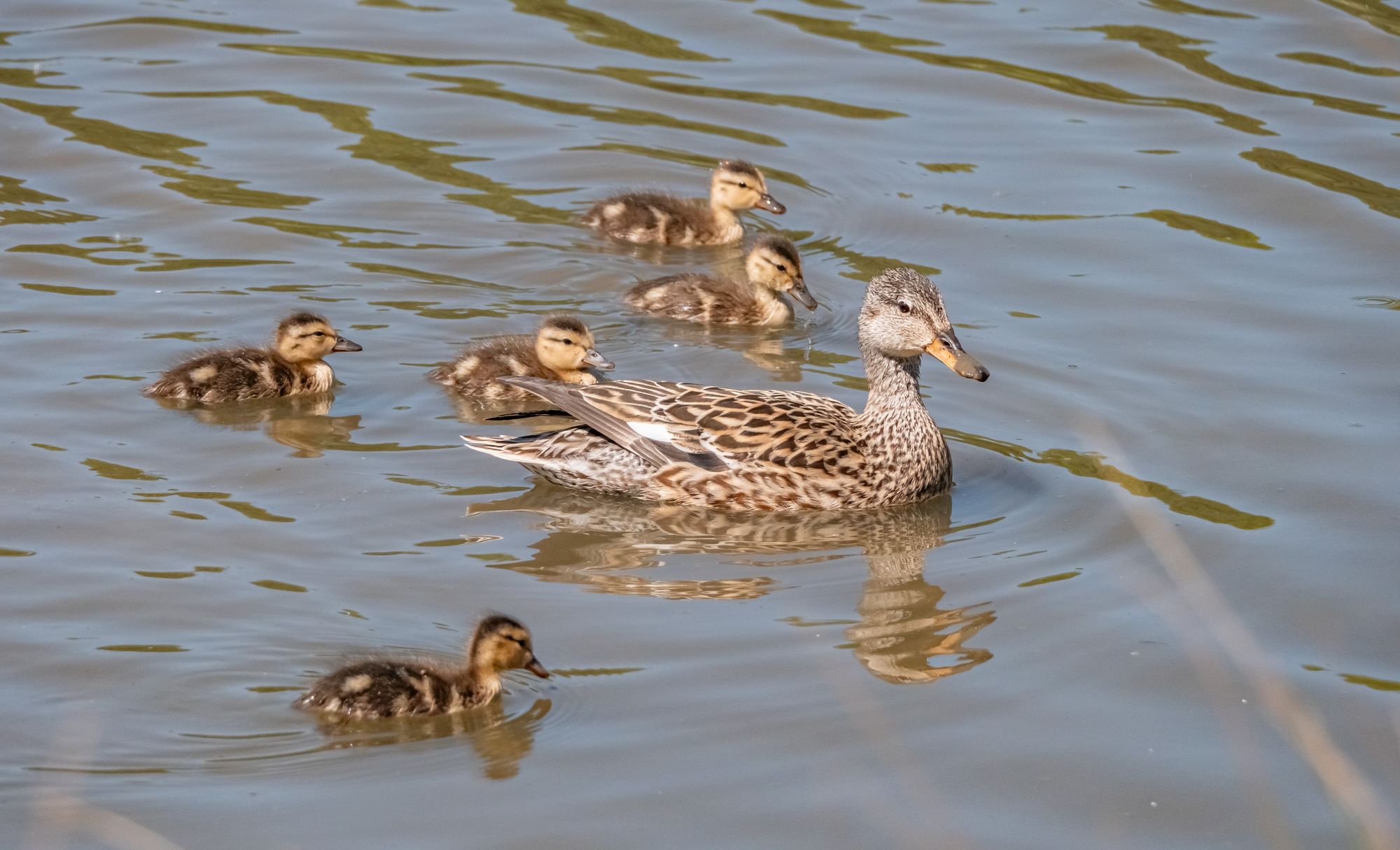Habitat works lead to duckling baby boom at WWT Washington Wetland Centre
