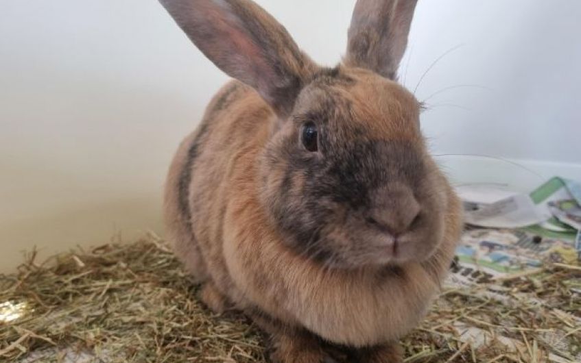 Sweet rabbit Candy looking for new home in Ayrshire