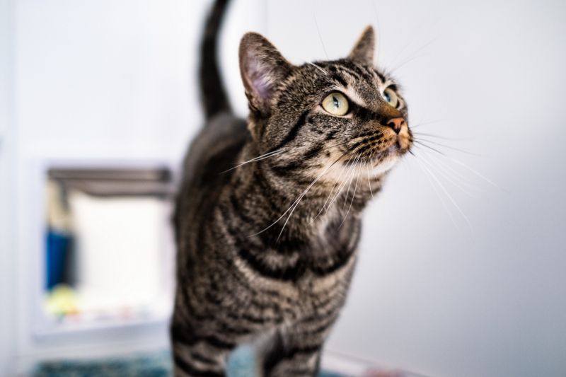 'No-one should have to choose between feeding themselves or their pets'