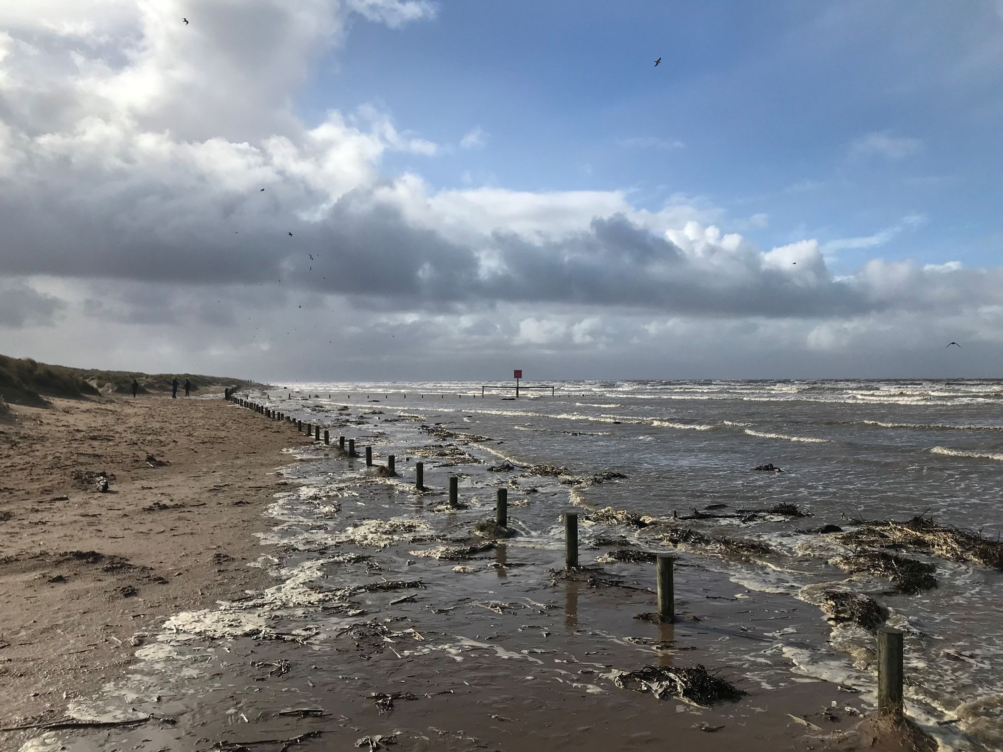 Watch out for ocean wanderers on the Sefton Coast