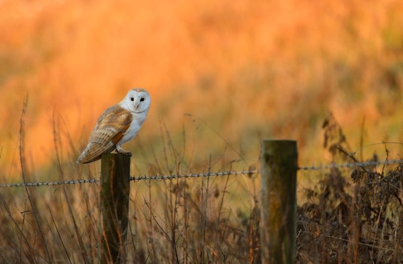 How to build a cosy nest box fit for a barn owl