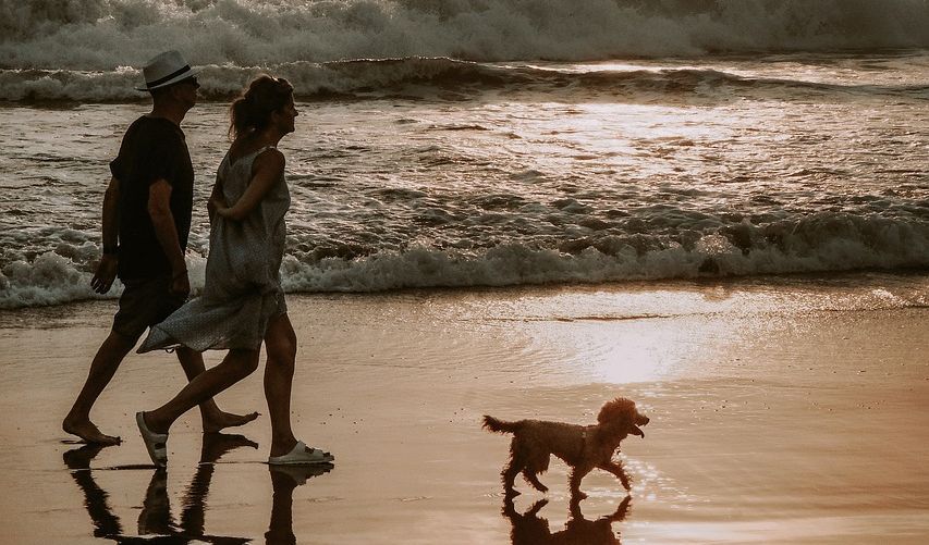 Explore the great outdoors this summer with these five Sefton dog walking spots