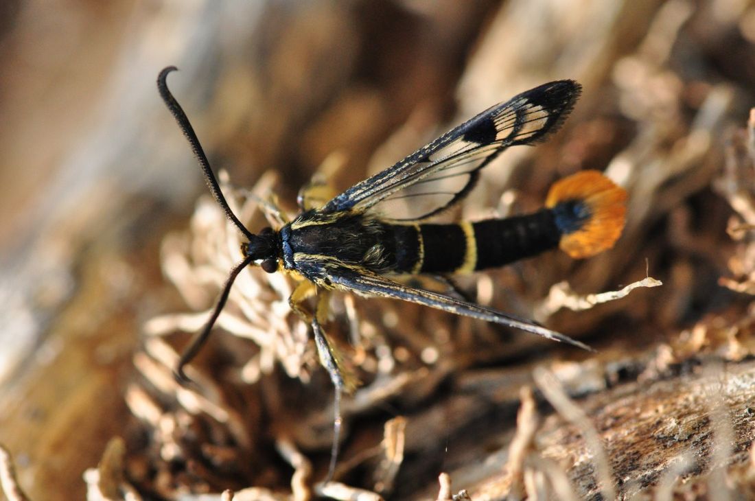 Elusive day-flying moth seen at Staffordshire nature reserve for first time