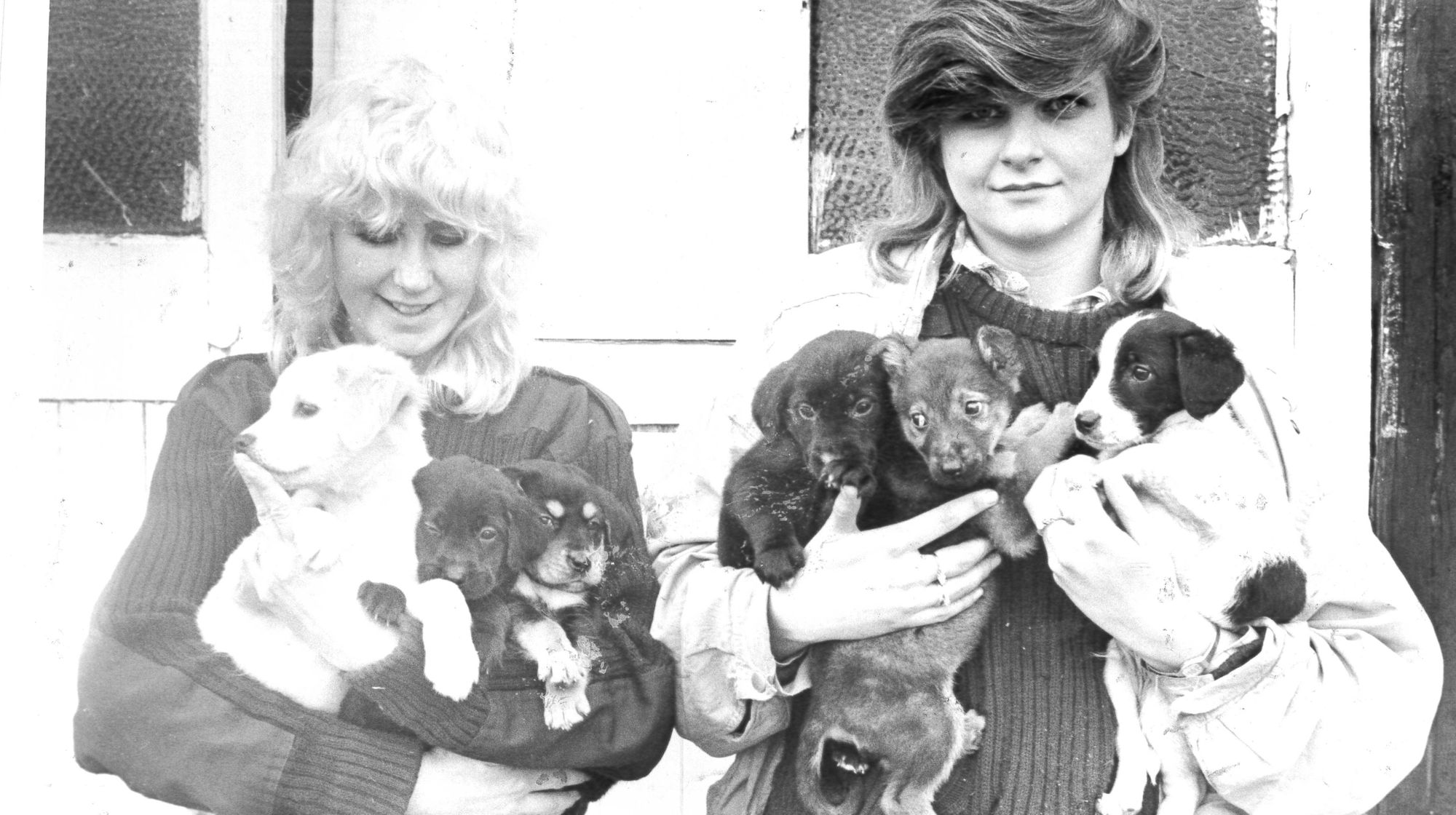 Defenders of animals: RSPCA Bryn-y-Maen over the years