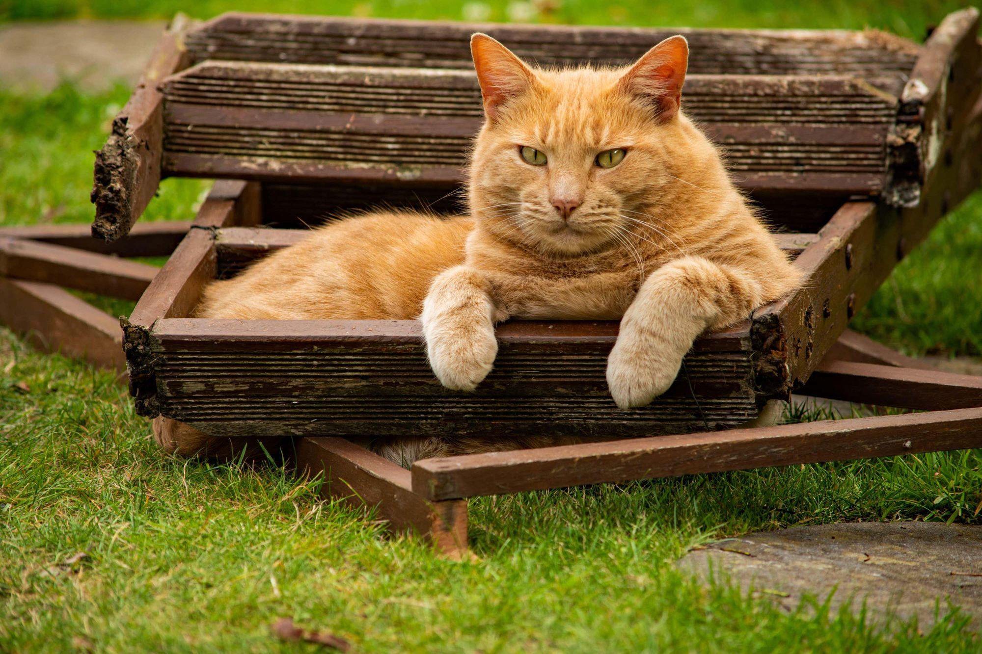 The steps you can take if you have no insurance or savings for your pet
