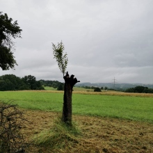 Bild vergrößern: Rosa Morant, Heilpraktiker für Psychotherapie Wiesenthau