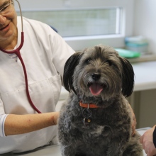 Tierarztpraxis Unterhaching Dres. Brigitte Ballauf und Katharina Mejstrik