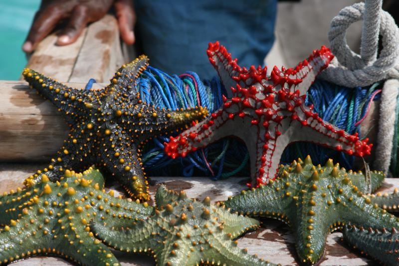 Oferte Zanzibar 2026 ᐈ 145 Hoteluri