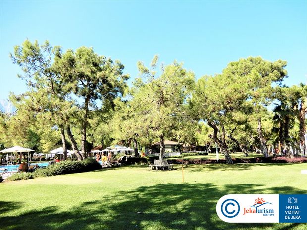 Poze Akka Antedon 13