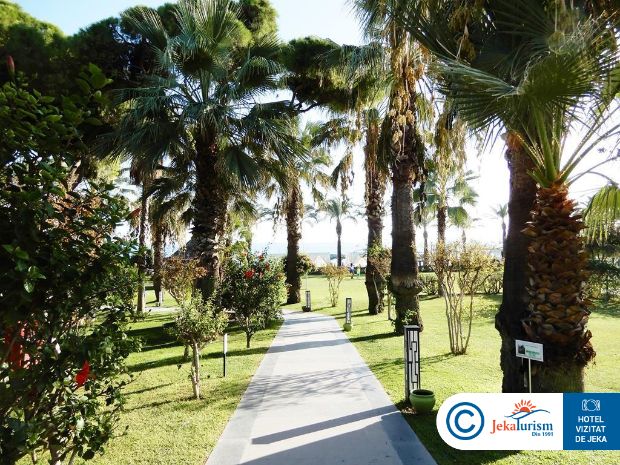 Poze Papillon Ayscha 15