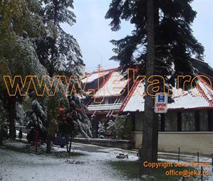 Poze BREZA BOROVETS