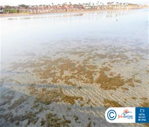 Poze CORAL SEA HOLIDAY RESORT 15