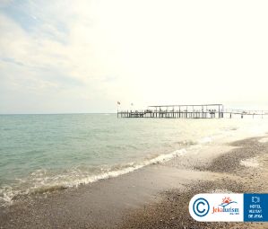 Poze Papillon Ayscha 19