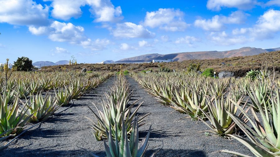 1067630 aloe vera plantations 1444072343 getty Web