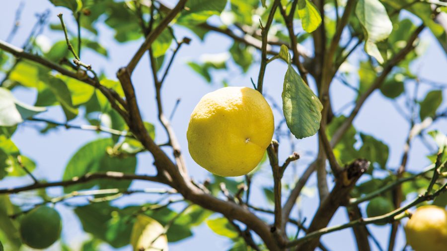 266426 vrn lemon house museum 0117 15 Web