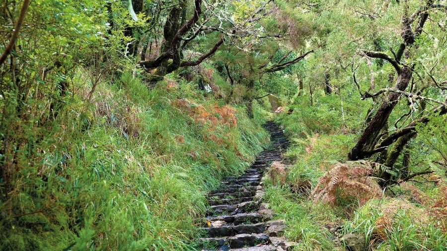 306154 fnc laurisilva forest 0316 Web