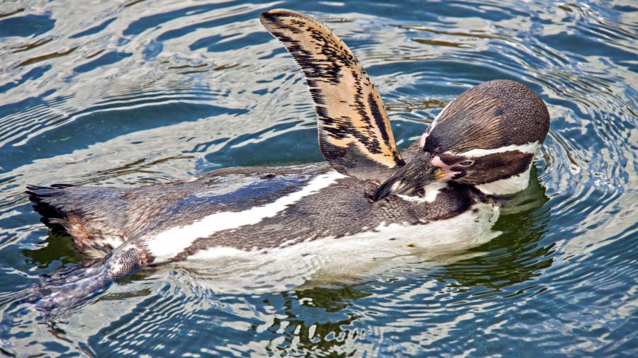 CPH_Penguin_preening_466991655_RFIS_0119