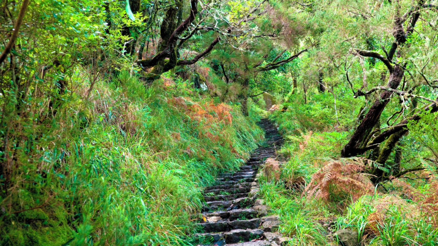 FNC Laurisilva Forest 0316 RGB 136 DPI For Web