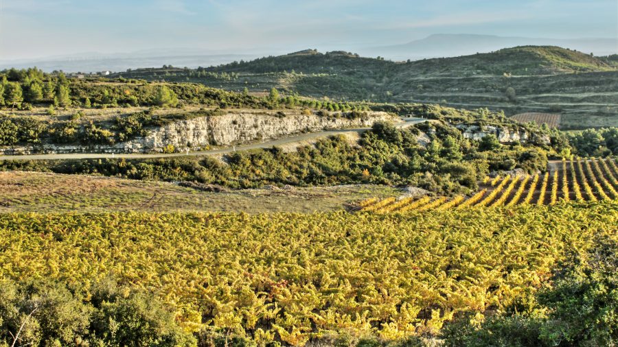 GRO Vineyard Minervois Occitanie 668329680 getty