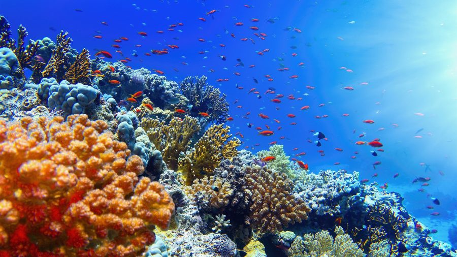 SSH Ras Um Sid Reef 2210264293 getty Web