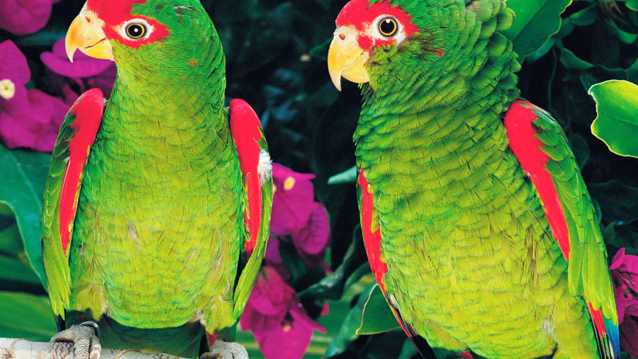 TFS 82384 Sol Costa Atlantis Loro Parque 0320 34 RGB 136 DPI For Web