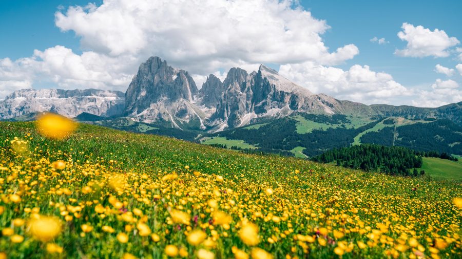 VRN Alpe di Siusi with Sassolungo Langkofel mountain Dolomites 2152852883 GETTY